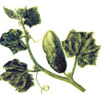 لکه حلقوی مارانتا